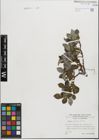 Foto von Salix glabra Scop.